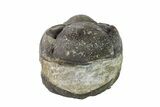 Wide, Enrolled Austerops Trilobite - Morocco #156982-1